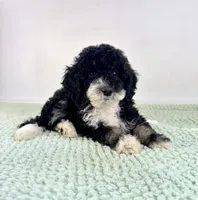 Salem, a female Miniature Bernedoodle for sale in Indianapolis, IN – 5 of 5