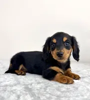 Delilah, a male Miniature Dachshund for sale in Indianapolis, IN – 2 of 6