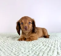 AKC Dexter, a male Miniature Dachshund for sale in Indianapolis, IN – 3 of 5
