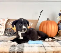 Harvest, a male Border Collie for sale in Indianapolis, IN – 2 of 5