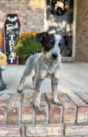 Cash, a male Australian Cattle Dog for sale in Indianapolis, IN – 4 of 5