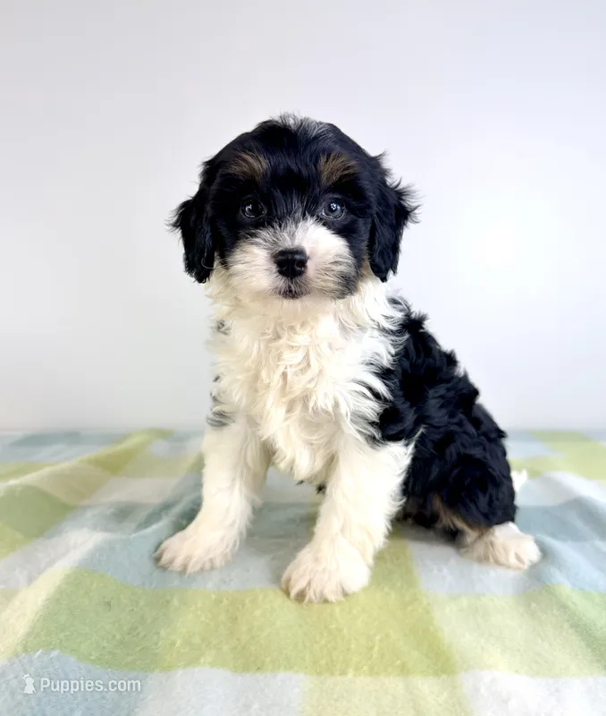 Trixie – Miniature Bernedoodle puppy for sale in Indianapolis, IN