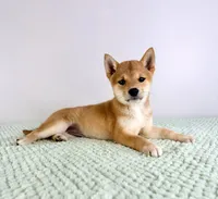 AKC Lucy, a female Shiba Inu for sale in Indianapolis, IN – 4 of 4
