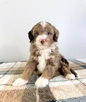 Bob, a male Miniature Bernedoodle for sale in Indianapolis, IN – 3 of 5