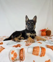 Luna, a female German Shepherd Dog for sale in Indianapolis, IN – 1 of 4
