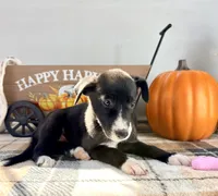 Maple, a female Border Collie for sale in Indianapolis, IN – 2 of 5