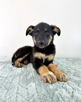 Zeus, a male Australian Cattle Dog and German Shepherd Dog for sale in Indianapolis, IN – 5 of 5