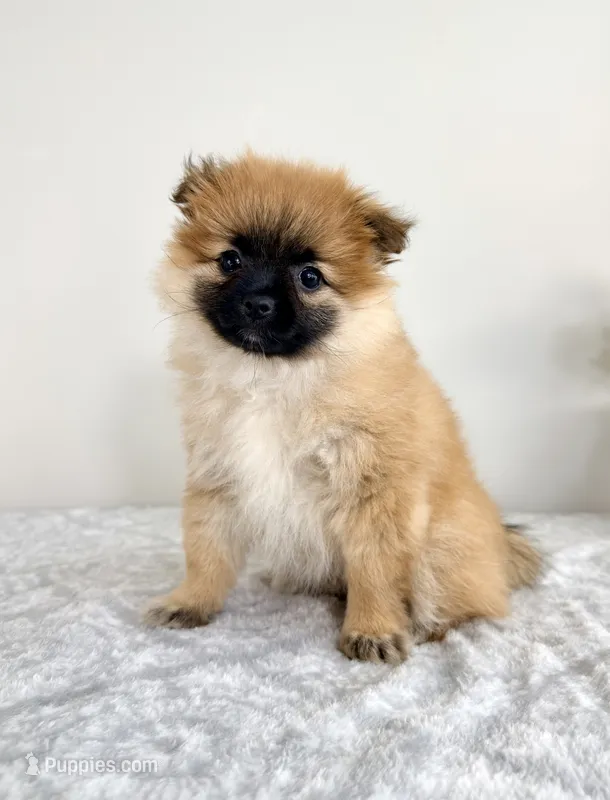 London – Pomeranian puppy for sale in Indianapolis, IN