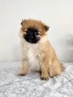 London, a female Pomeranian for sale in Indianapolis, IN – 1 of 5