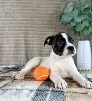 Leonardo, a male Boston Terrier and Rat Terrier for sale in Indianapolis, IN – 3 of 5