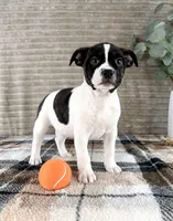Rafael, a male Boston Terrier and Rat Terrier for sale in Indianapolis, IN – 2 of 5