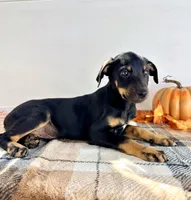 Kingston, a male Doberman Pinscher for sale in Indianapolis, IN – 2 of 4