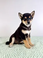 Mushu , a male Shiba Inu for sale in Indianapolis, IN – 1 of 7