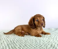 AKC Dexter, a male Miniature Dachshund for sale in Indianapolis, IN – 2 of 5
