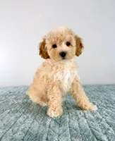 Pudding, a female Cavapoo for sale in Indianapolis, IN – 4 of 5