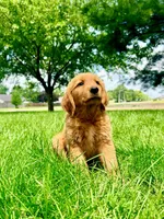 Ruby, a female Golden Retriever for sale in Indianapolis, IN – 4 of 5