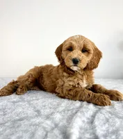 Georgie, a male Miniature Goldendoodle for sale in Indianapolis, IN – 3 of 6