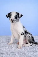 Storm, a female Australian Cattle Dog and Australian Shepherd for sale in Indianapolis, IN – Photo 5 of 5