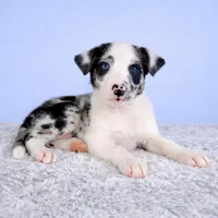 Storm, a female Australian Cattle Dog and Australian Shepherd for sale in Indianapolis, IN – Photo 1 of 5