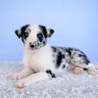 Storm, a female Australian Cattle Dog and Australian Shepherd for sale in Indianapolis, IN – Photo 3 of 5