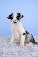 Storm, a female Australian Cattle Dog and Australian Shepherd for sale in Indianapolis, IN – Photo 4 of 5