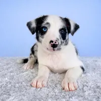 Storm, a female Australian Cattle Dog and Australian Shepherd for sale in Indianapolis, IN – Photo 2 of 5