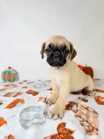 Petunia, a female Pug for sale in Indianapolis, IN – 6 of 7
