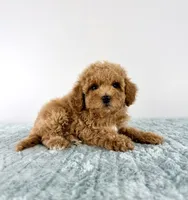 Maple, a female Cavapoo for sale in Indianapolis, IN – 4 of 6
