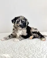 Snickers, a female Aussiedoodle for sale in Indianapolis, IN – 2 of 5