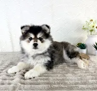 Frost, a male Pomsky for sale in Indianapolis, IN – 3 of 5