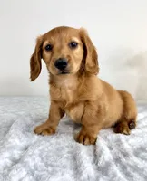Dax, a male Miniature Dachshund for sale in Indianapolis, IN – 3 of 6
