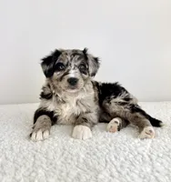Cookie, a female Aussiedoodle for sale in Indianapolis, IN – 2 of 5