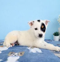 Spot , a male Australian Cattle Dog for sale in Indianapolis, IN – 4 of 5
