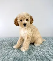 Pudding , a female Cavapoo for sale in Indianapolis, IN – 5 of 5