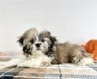 AKC Bentley, a male Shih Tzu for sale in Indianapolis, IN – 5 of 5