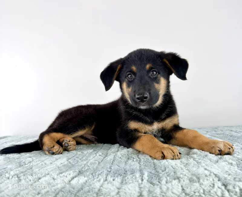 Bear – Australian Cattle Dog, German Shepherd Dog puppy for sale in Indianapolis, IN