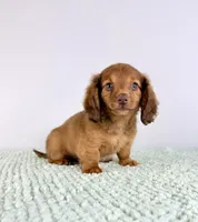 AKC Dexter, a male Miniature Dachshund for sale in Indianapolis, IN – 4 of 5