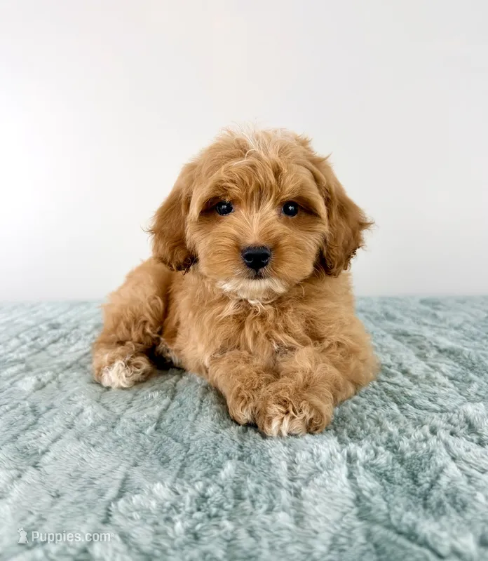 Biscuit  – Cavapoo puppy for sale in Indianapolis, IN
