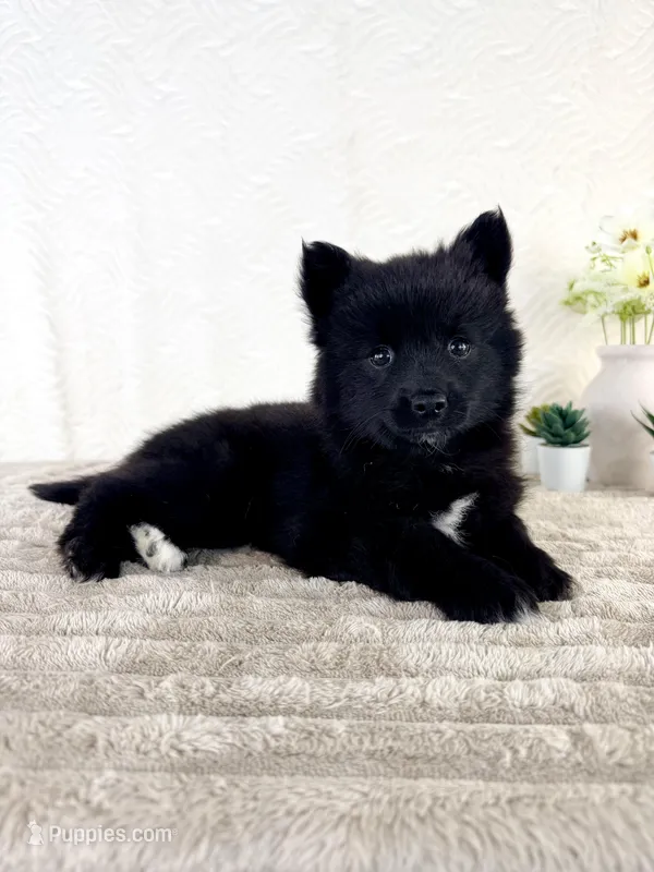 Pepper – Pomsky puppy for sale in Indianapolis, IN