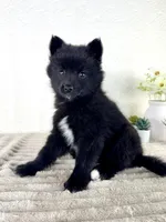 Pepper, a male Pomsky for sale in Indianapolis, IN – 2 of 5