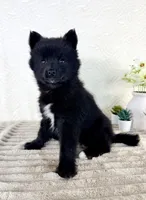 Pepper, a male Pomsky for sale in Indianapolis, IN – 4 of 5