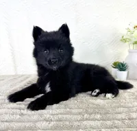 Pepper, a male Pomsky for sale in Indianapolis, IN – 3 of 5