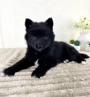 Pepper, a male Pomsky for sale in Indianapolis, IN – 5 of 5