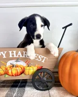 Cider, a male Border Collie for sale in Indianapolis, IN – 5 of 5