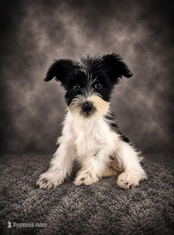 AKC Stella – Miniature Schnauzer puppy for sale in Indianapolis, IN