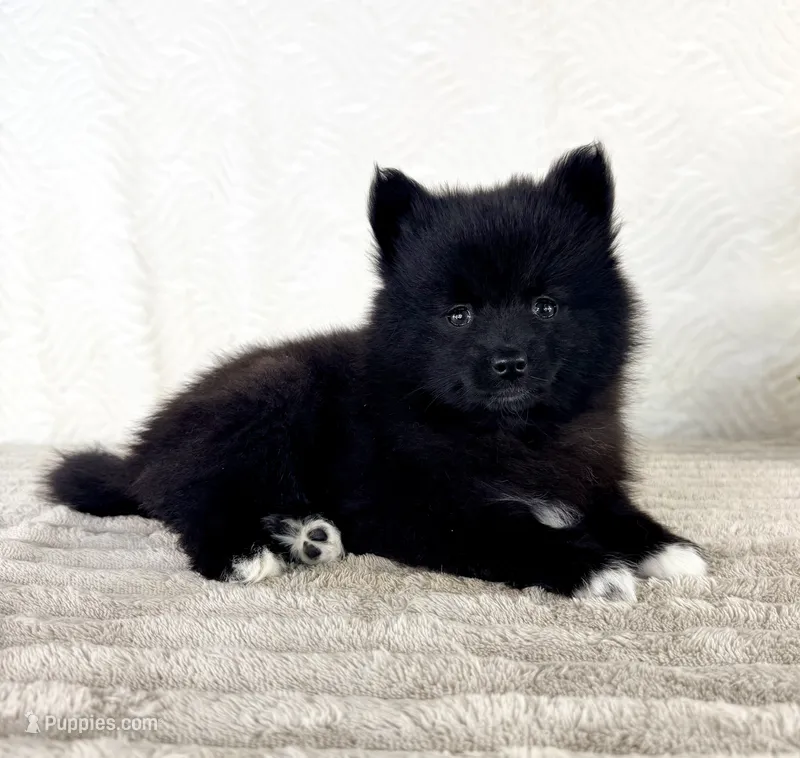 Pepper – Pomsky puppy for sale in Indianapolis, IN