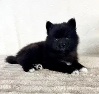 Pepper, a male Pomsky for sale in Indianapolis, IN – 1 of 5