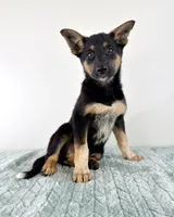 Xena, a female Australian Cattle Dog and German Shepherd Dog for sale in Indianapolis, IN – 4 of 5