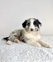 Rocket, a male Aussiedoodle for sale in Indianapolis, IN – 3 of 5