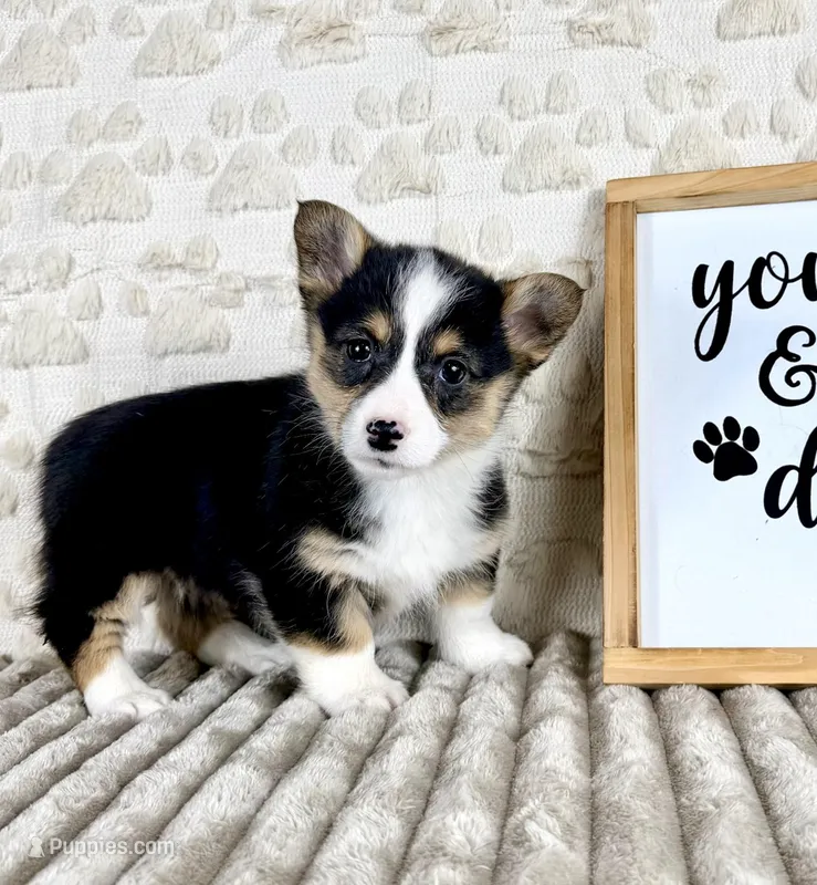 Brinley, a female Pembroke Welsh Corgi for sale in Indianapolis, IN – Photo 1 of 5